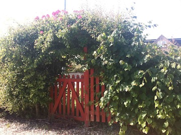 A red wooden gate set into a tall hedge with roses growing over the top