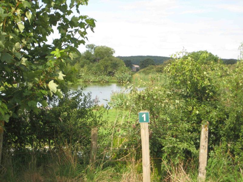 The fishing lake next door, seen over a fence through the trees and reeds
