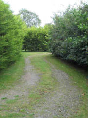 The grassy lane between tall green hedges